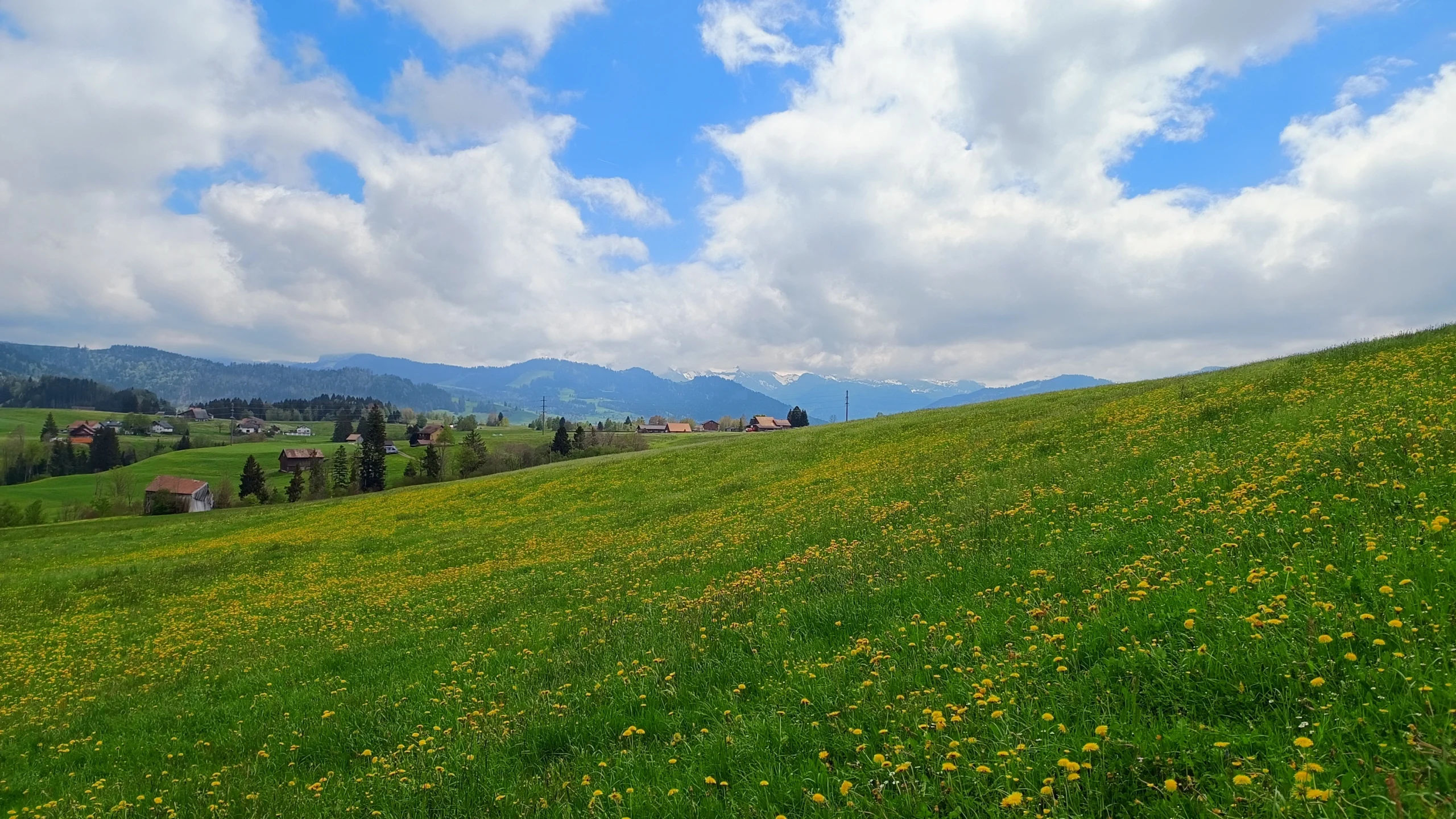 Eine Wiese mit Bergen im Hintergrund