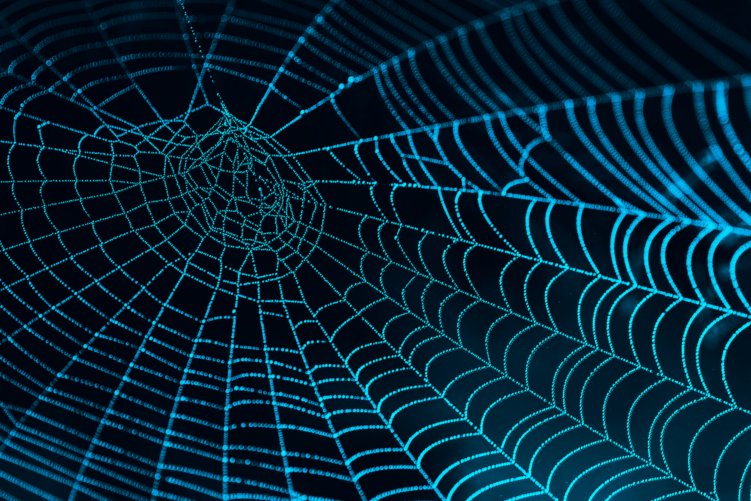 Leuchtendes Spinnennetz