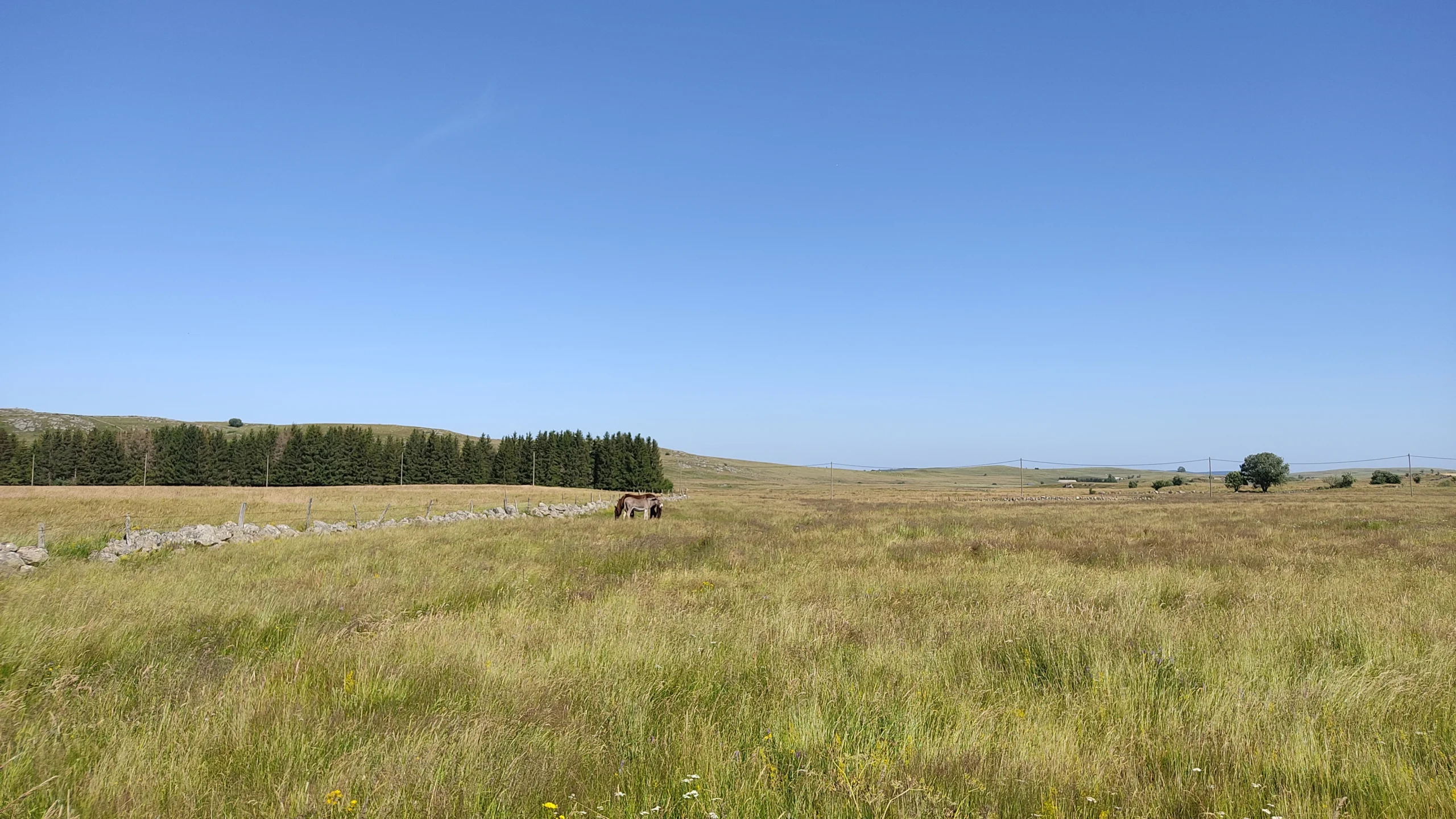 Endlose Wiesen auf dem Aubrac-Plateau