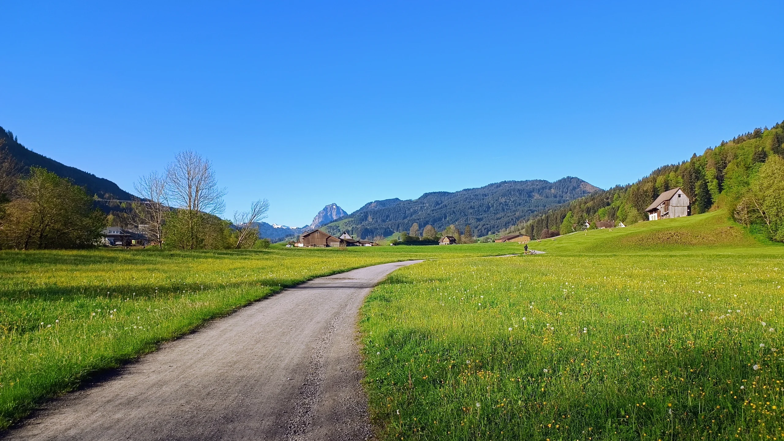 Kiesweg durch eine Wiese mit den Mythen im Hintergrund