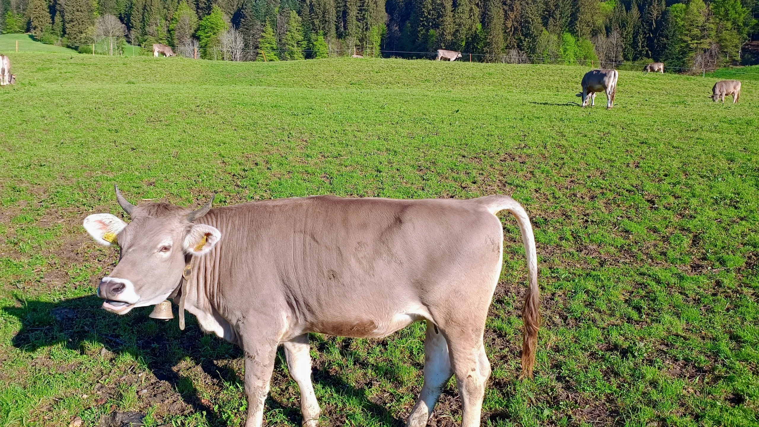 Eine Kuh auf der Wiese