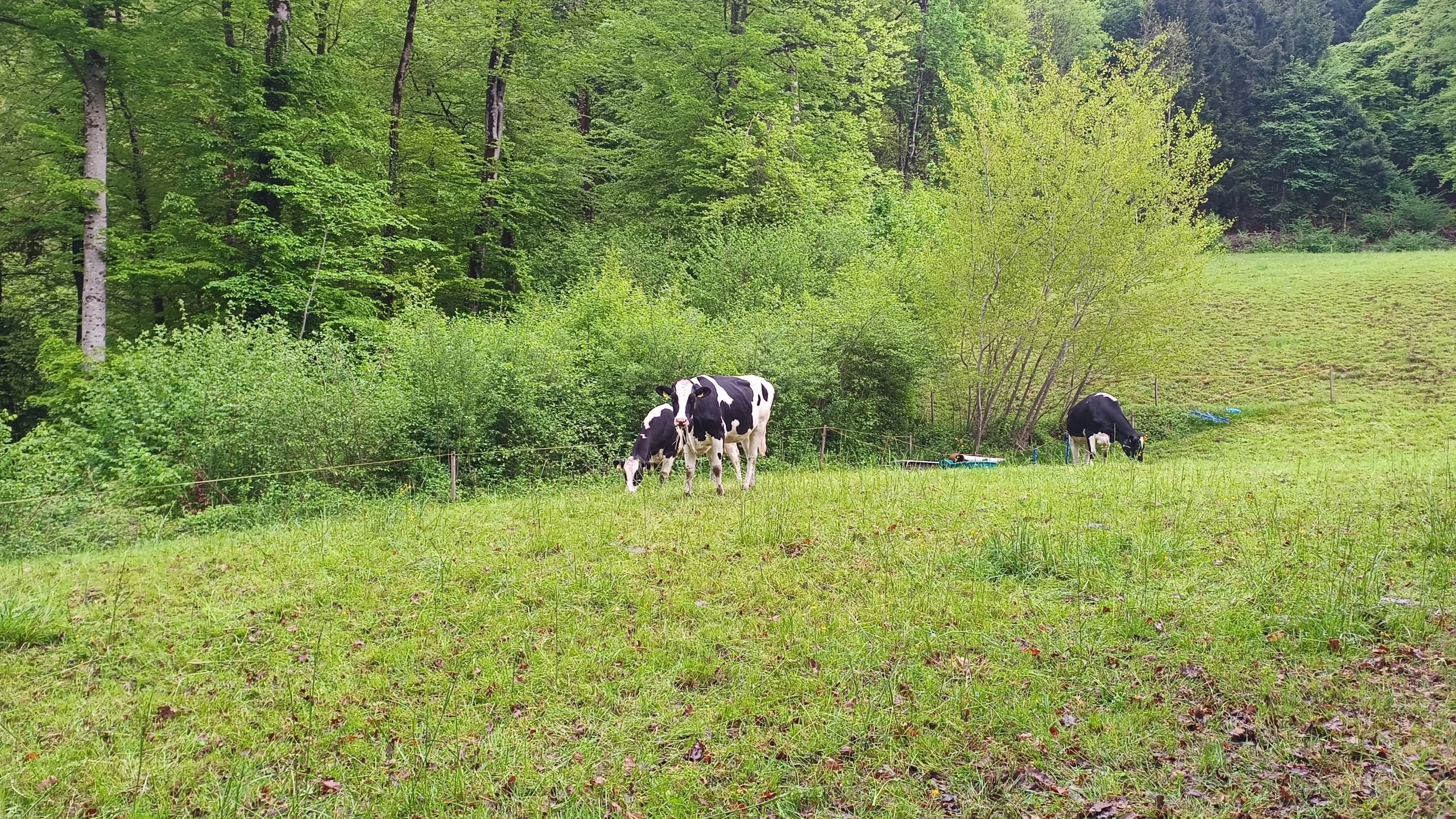 Kühe auf einer Wiese