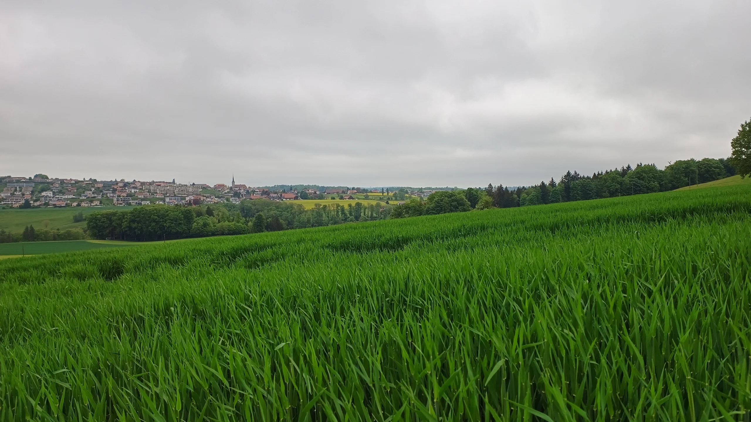 Eine grüne Wiese mit einem Dorf im Hintergrund